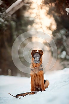 Red german shepard puppy winter portrait