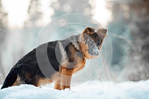 Red german shepard puppy winter portrait