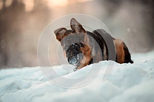 Red german shepard puppy winter portrait