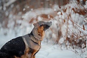 Red german shepard puppy winter portrait