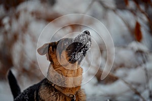 Red german shepard puppy winter portrait