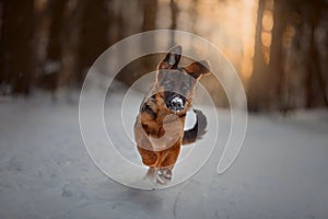 Red german shepard puppy winter portrait