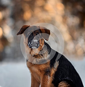 Red german shepard puppy winter portrait