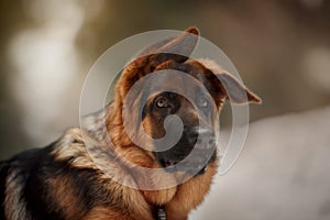 Red german shepard puppy winter portrait