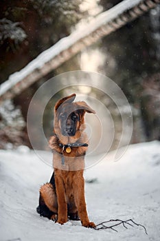 Red german shepard puppy winter portrait