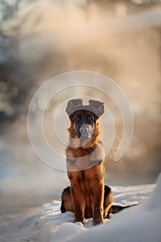 Red german shepard puppy winter portrait