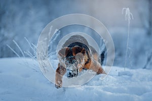 Red german shepard puppy winter portrait