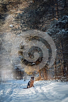 Red german shepard puppy winter portrait