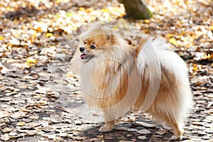 Red German spitz dog