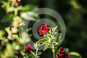 Red Geum