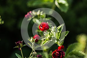 Red Geum