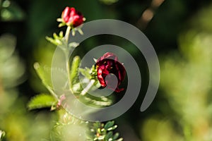 Red Geum