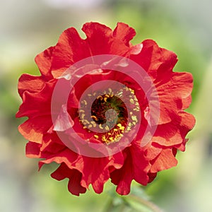 Red Geum on diffused background