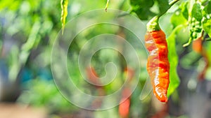 The red ghost chili (Naga Marica) and the curly chili.