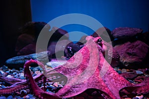 Red giant octopus sleeping in aquarium