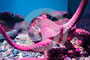 Red giant octopus sleeping in aquarium