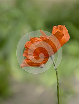 Red giant poppy closeup. Wildflowers in macro shot.