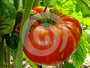 Red giant tomato photo