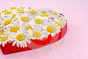 Red gift box with daisy flowers on pink background photo