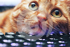 Red Ginger Cat on Computer Keyboard