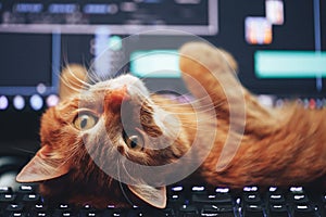 Red Ginger Cat on Computer Keyboard