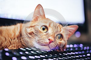 Red Ginger Cat on Computer Keyboard