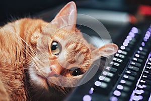 Red Ginger Cat on Computer Keyboard