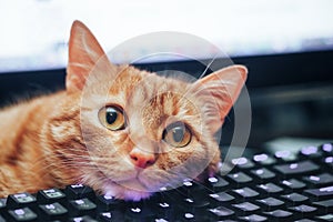 Red Ginger Cat on Computer Keyboard