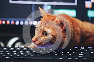 Red Ginger Cat on Computer Keyboard