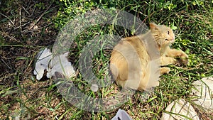 red ginger cat lies in green grass, pets