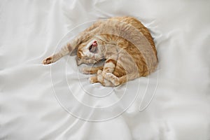 Red ginger cat lies at white bedsheet