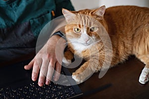 A red ginger cat lying on the computer desk.