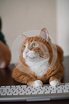 A red ginger cat lying on the computer desk.