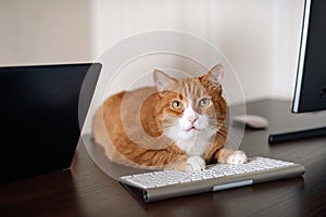 A red ginger cat lying on the computer desk.