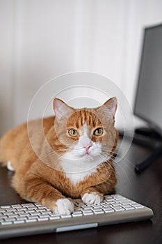 A red ginger cat lying on the computer desk.