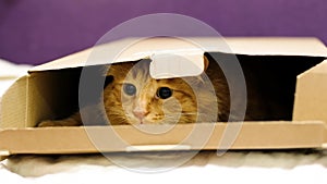 Red ginger cat sitting in cardboard box in living room. Cute cat with big green eyes close-up. Furry pedigreed pet
