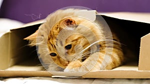 Red ginger cat sitting in cardboard box in living room. Cute cat with big green eyes close-up. Furry pedigreed pet