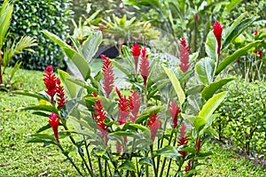 Red Ginger, Costa Rica