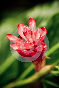 Red ginger flower