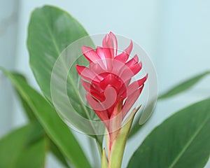 Red ginger flower