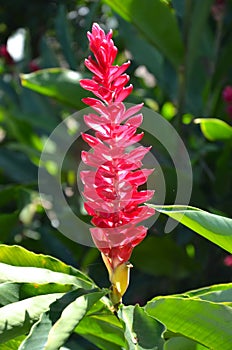 Red GInger Flower