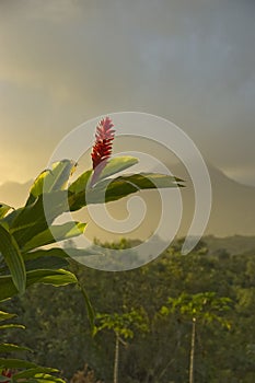 Red Ginger flower blossoming,mountains and forest