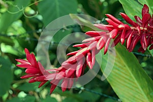 Red ginger flower in a Brazilian park