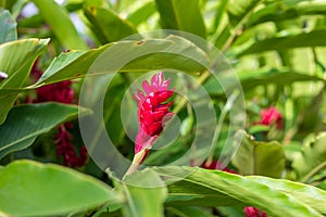 Red Ginger flower in garden