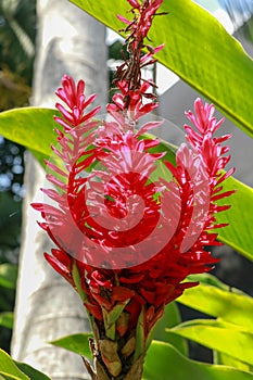 Red Ginger flower growing near to the mayan city of Palenque. Alpinia purpurata, red ginger, also called ostrich plume and pink