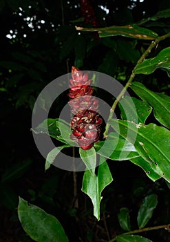 Red ginger flower of the zingiberaceae family