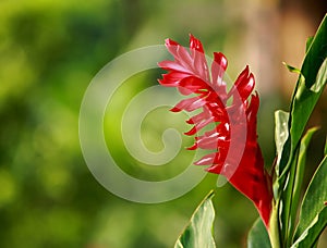 Red ginger in garden