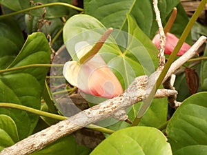 Red ginger lily flower