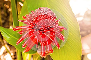 Red ginger lily flower.