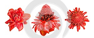 Red ginger lily flower Etlingera elatior tropical plant set isolated on white background, path